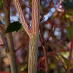 Acer conspicuum 'Red Flamingo'