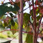 Acer conspicuum 'Red Flamingo'