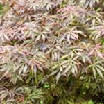 Acer palmatum 'Jerre Schwartz'