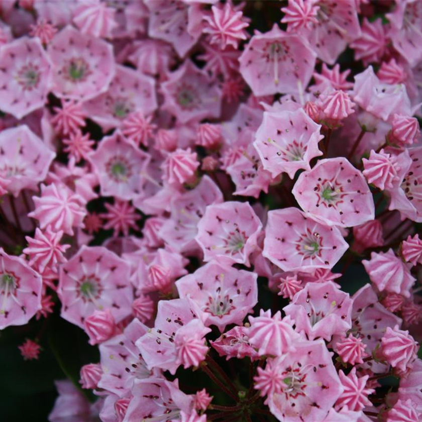 Kalmia latifolia 'Pink Charm'