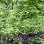 Acer palmatum 'Seiryu'