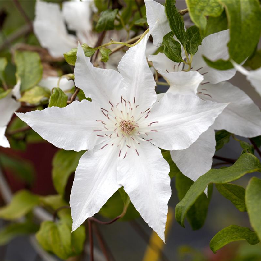 Clematis 'Hyde Hall'