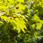 Acer japonicum 'Vitifolium'