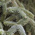 Abies pinsapo 'Kelleriis'