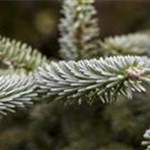 Abies pinsapo 'Kelleriis'