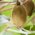 Actinidia