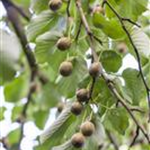 Actinidia arguta