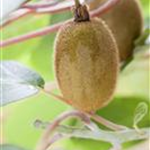 Actinidia chinensis