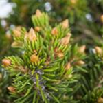 Picea abies