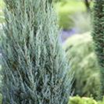 Juniperus virginiana 'Blue Arrow'