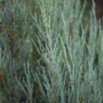 Juniperus virginiana 'Blue Arrow'