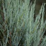 Juniperus virginiana 'Blue Arrow'