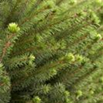 Picea omorika