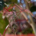 Acer conspicuum 'Red Flamingo'