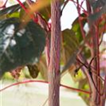 Acer conspicuum 'Red Flamingo'