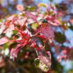 Acer conspicuum 'Red Flamingo'