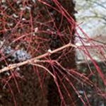 Acer conspicuum 'Red Flamingo'