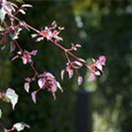 Acer conspicuum 'Red Flamingo'