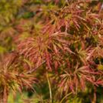 Acer palmatum 'Baldsmith'