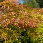 Acer palmatum 'Baldsmith'