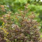 Acer palmatum 'Jerre Schwartz'