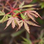 Acer palmatum 'Jerre Schwartz'