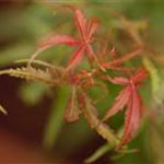 Acer palmatum 'Jerre Schwartz'