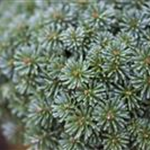 Abies koreana 'Blauer Eskimo'