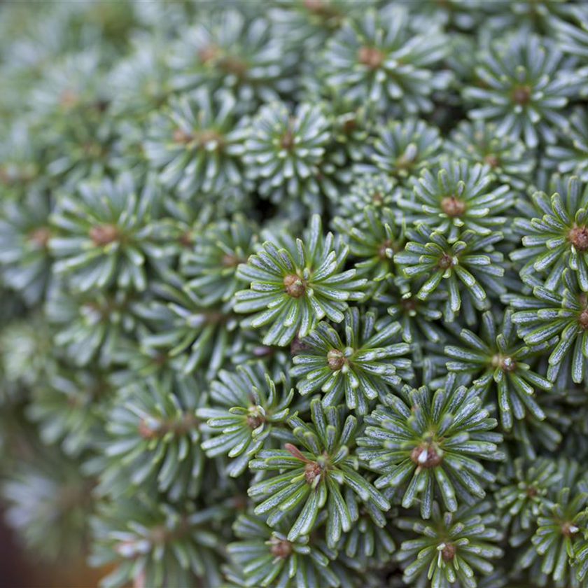 Abies koreana 'Blauer Pfiff'