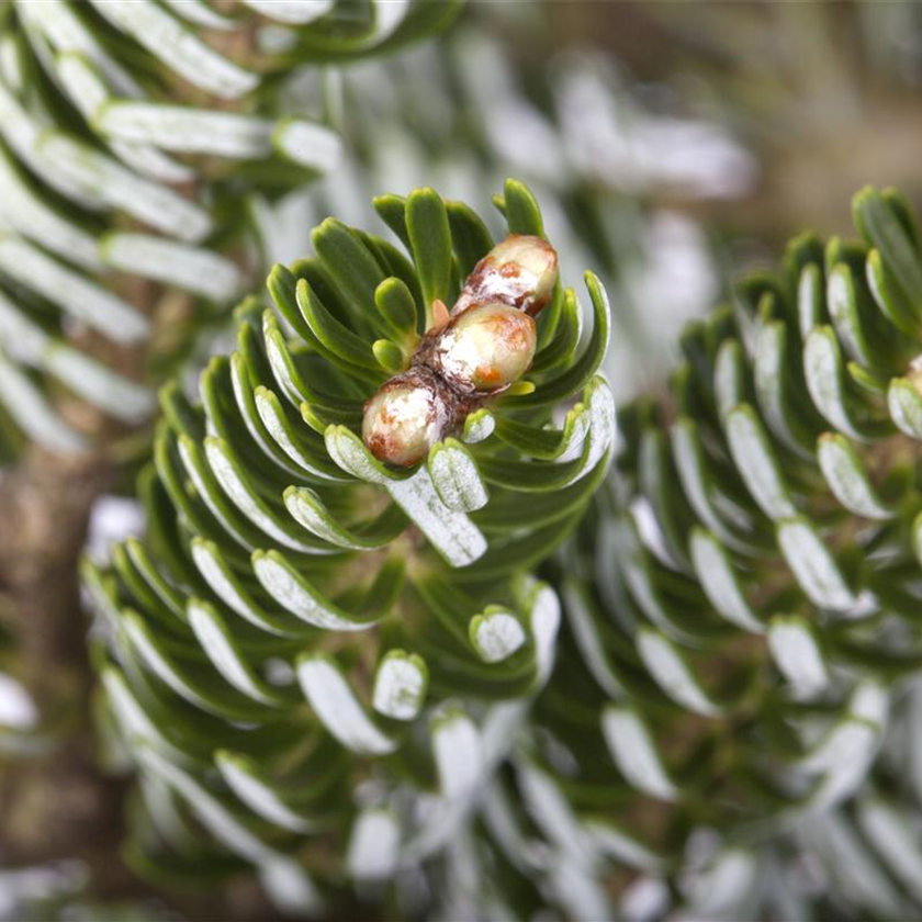 Abies koreana 'Silver Star'