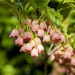 Enkianthus campanulatus