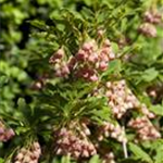 Enkianthus campanulatus