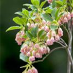 Enkianthus campanulatus