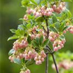 Enkianthus campanulatus