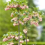 Enkianthus campanulatus