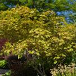 Acer japonicum 'Aconitifolium'