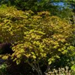 Acer japonicum 'Aconitifolium'