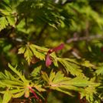 Acer japonicum 'Aconitifolium'