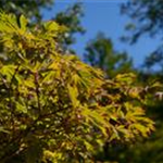 Acer japonicum 'Aconitifolium'