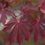 Acer japonicum 'Aconitifolium'