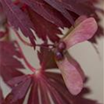 Acer japonicum 'Aconitifolium'