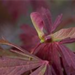 Acer japonicum 'Aconitifolium'