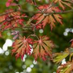 Acer japonicum 'Aconitifolium'