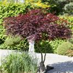 Acer palmatum 'Atropurpureum'