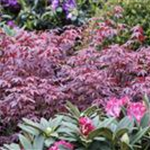 Acer palmatum 'Atropurpureum'