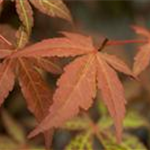 Acer palmatum 'Atropurpureum'