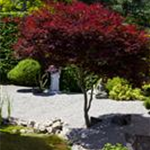 Acer palmatum 'Atropurpureum'