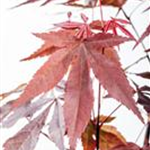 Acer palmatum 'Atropurpureum'