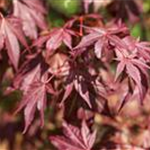 Acer palmatum 'Atropurpureum'