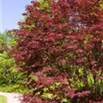 Acer palmatum 'Trompenburg'